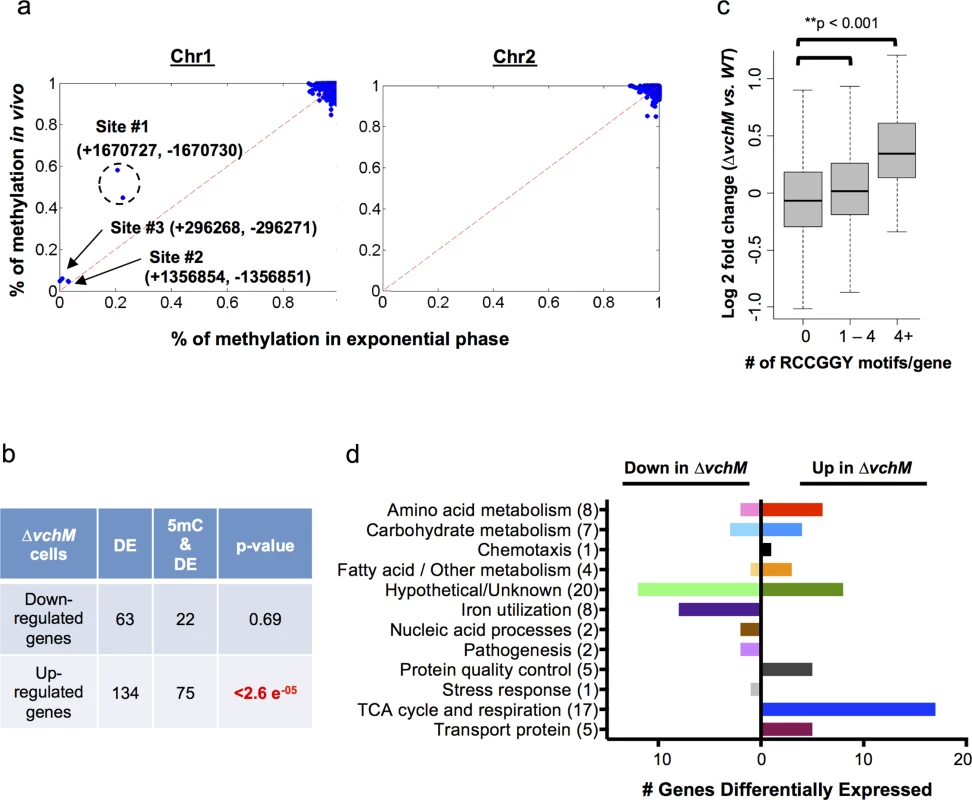 <i>V</i>. <i>cholerae</i> cytosine methylation and its associations with gene expression.