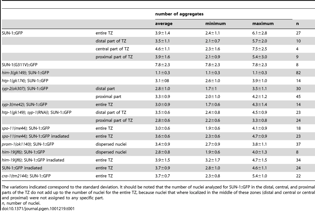 Numbers of aggregates in the region proximal to the mitotic zone for the different genotypes.