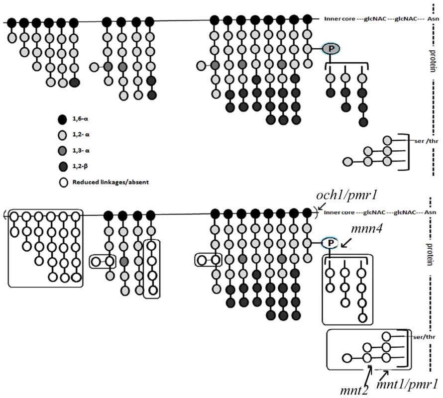 The mutant mannan composition is significantly different from that of the WT and is qualitatively distinct from the other known mannosylation mutants.