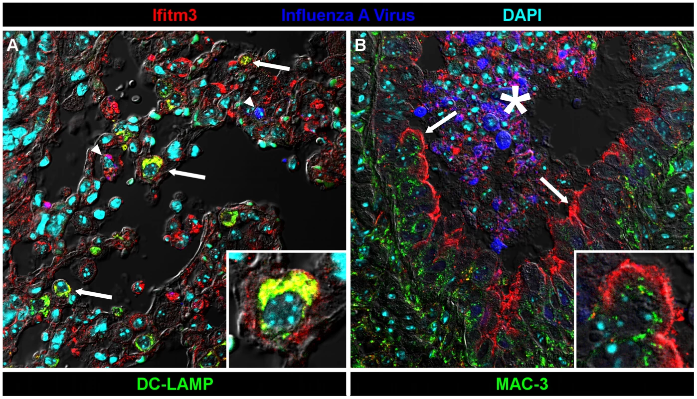 Ifitm3 is expressed by the target cells of influenza A virus.
