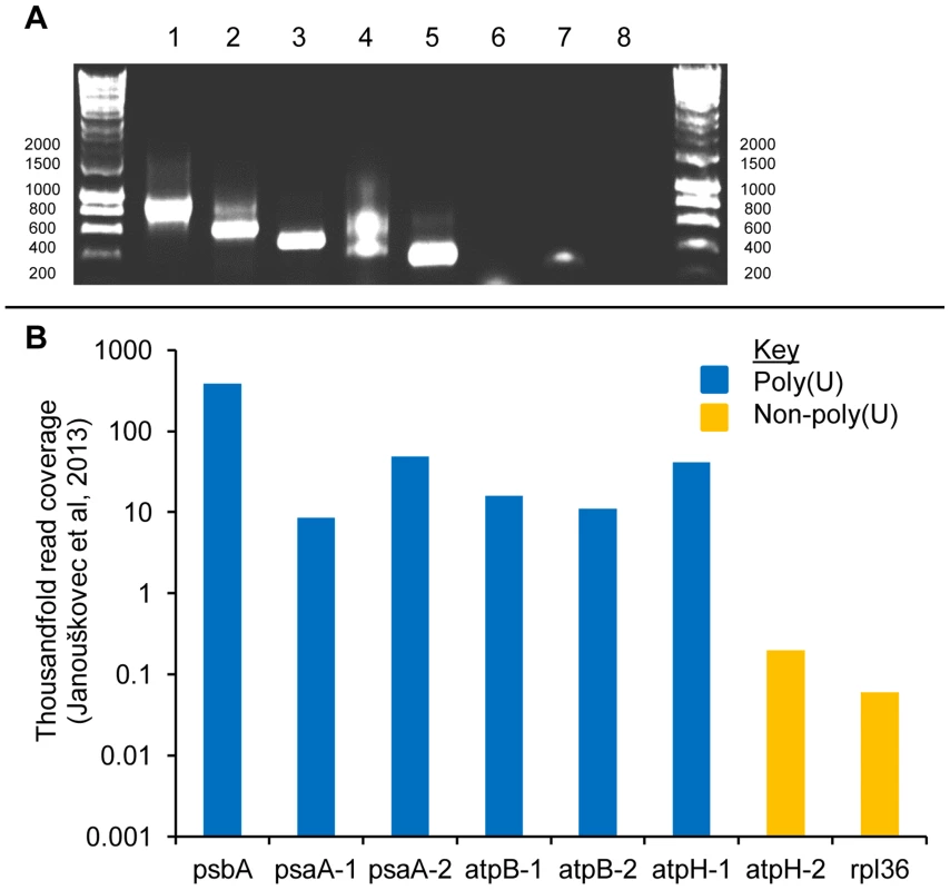 Polyuridylylation of duplicated photosynthesis gene transcripts in the <i>Chromera velia</i> chloroplast.