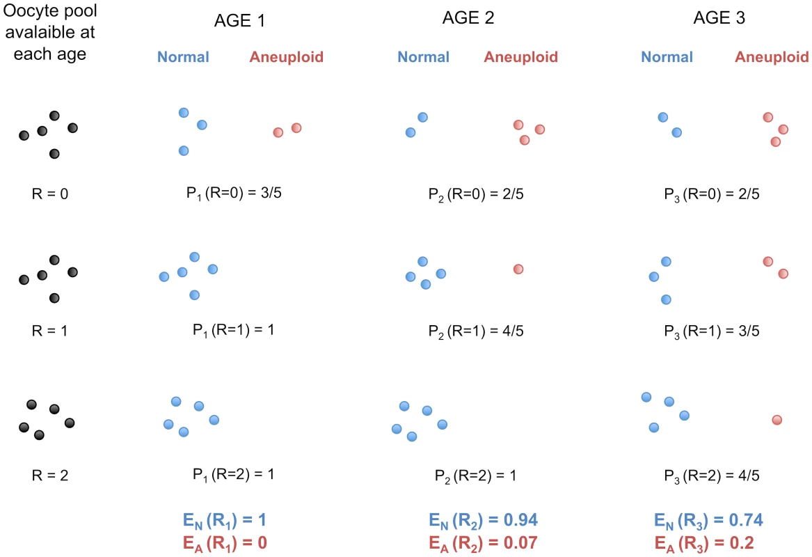Protection against non-disjunction may be reduced as women ages.