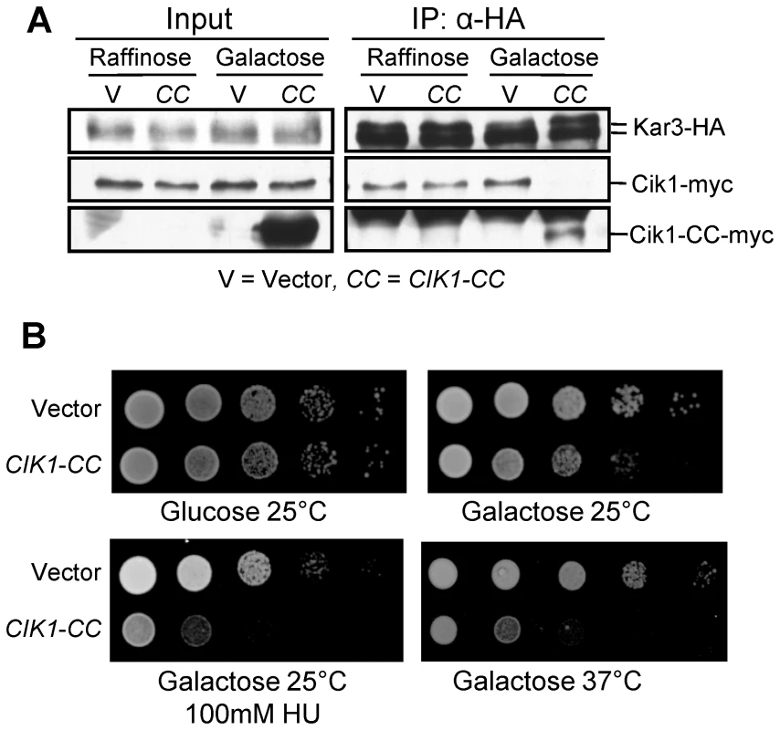 Overexpression of <i>CIK1-CC</i> disrupts the Cik1–Kar3 interaction and phenocopies the growth defects of <i>cik1</i> and <i>kar3</i> mutants.