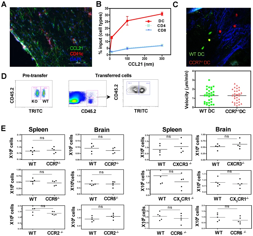 Migration of transferred DCs to the brain is not dependent on CCR7, CCR5, CCR2, CXCR3, CX<sub>3</sub>CR1 or CCR6.