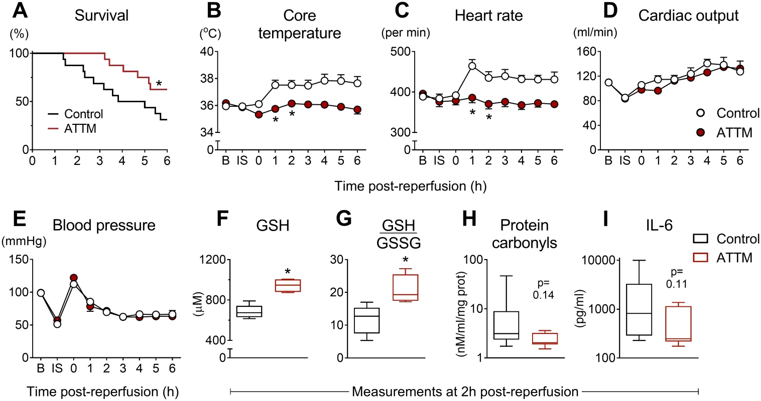 Global ischemia/reperfusion study.