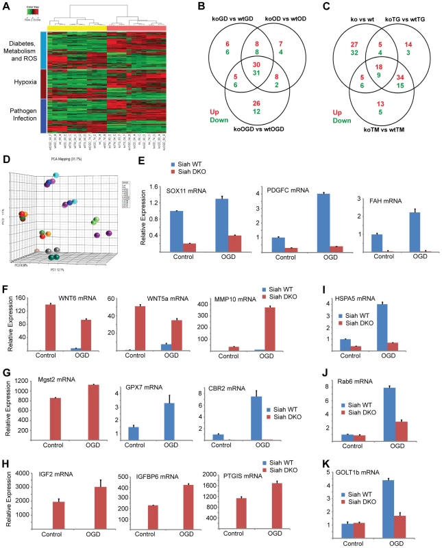 Siah1/2-dependent gene expression analysis confirms an ER stress signature.