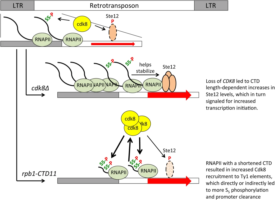 A role for the RNAPII-CTD and Cdk8 in Ty1 gene expression regulation.