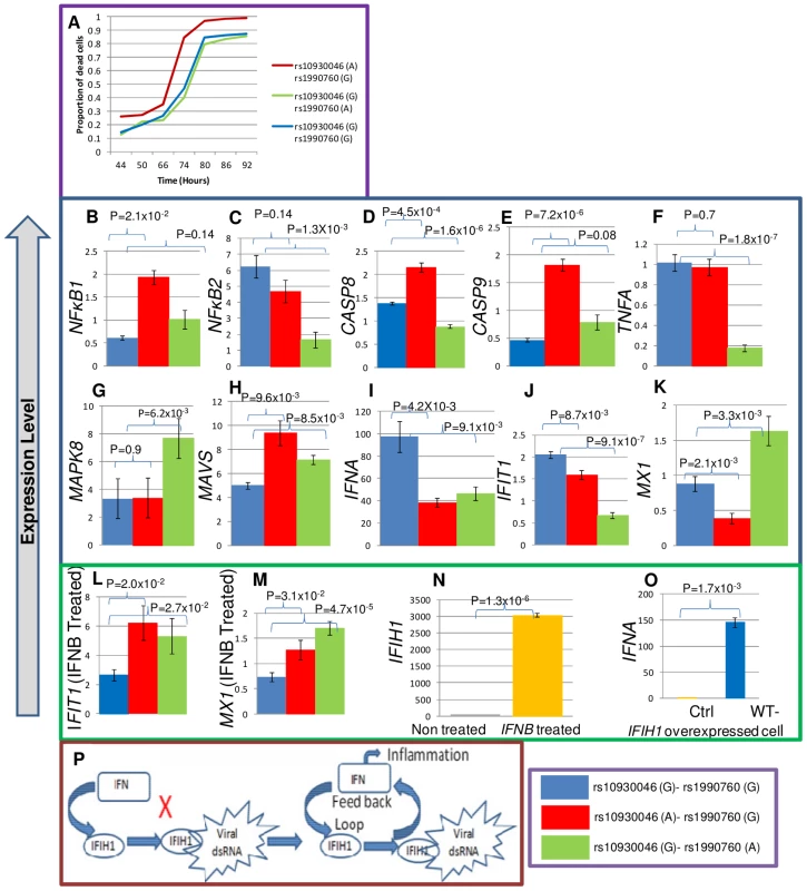 Apoptosis and expression assays for exonic SNPs.