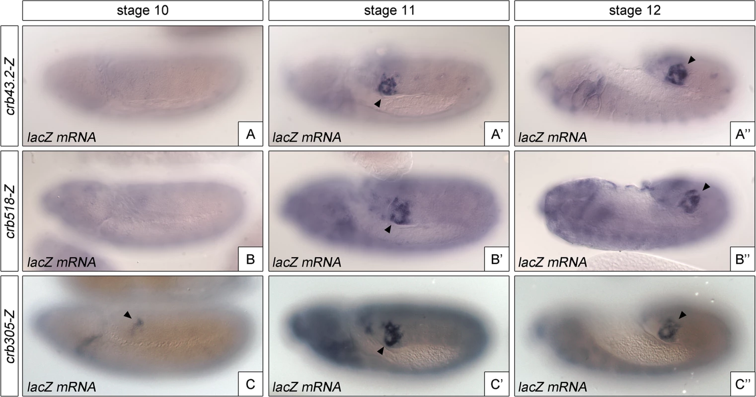 The repressor module regulates the temporal activation of <i>crb518</i>.