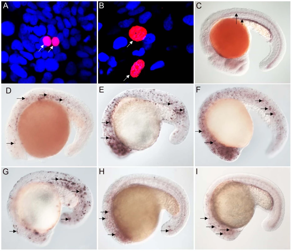 FoxJ1 from <i>T. adhaerens</i> and <i>S. purpuratus</i> are nuclear localized and can regulate the expression of ciliary genes.