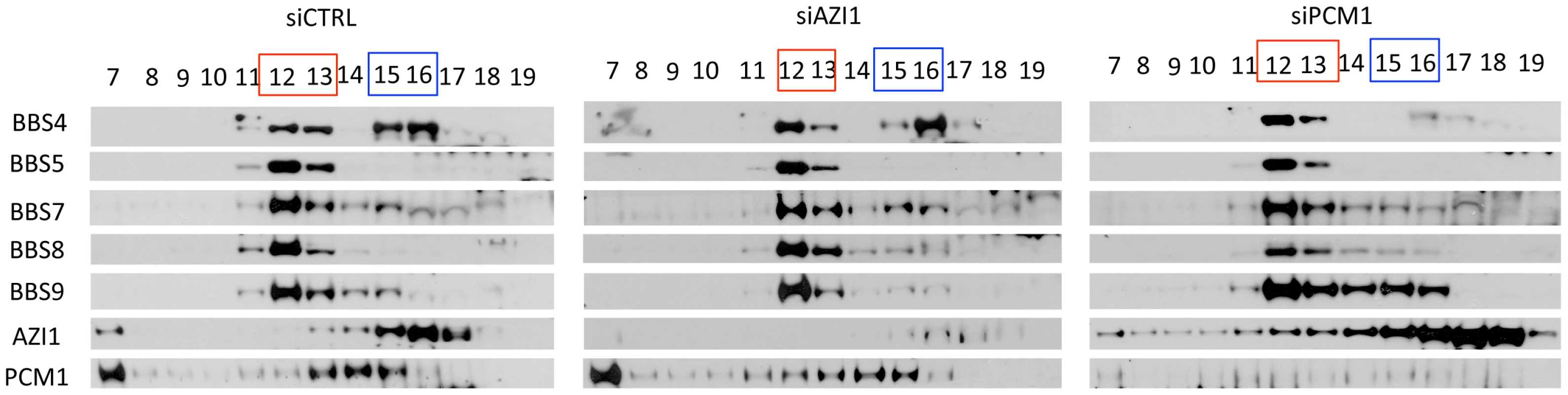 BBS4 is part of a PCM1 dependent centriolar satellite complex.