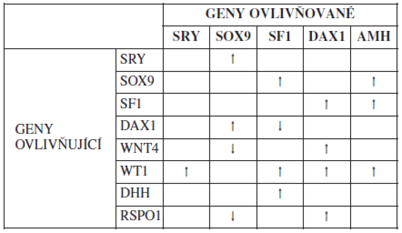 Vzájemné působení genů zapojených do pohlavního vývoje savců, ovlivnění exprese. ↑ - zvýšení exprese; ↓ - snížení exprese [8, 27, 30]