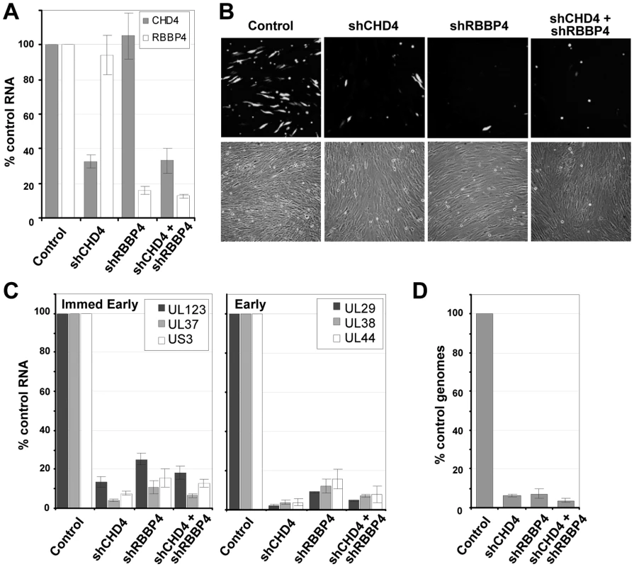 Reduced expression of components of the NuRD complex inhibits HCMV replication.