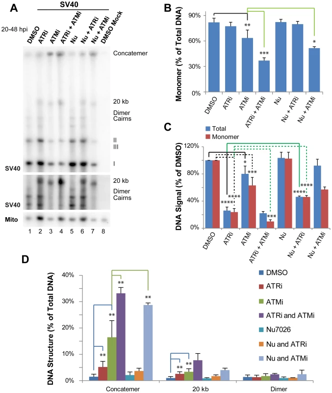 ATR and DNA-PK<sub>cs</sub> prevent viral genome concatemer formation when ATM is inhibited.