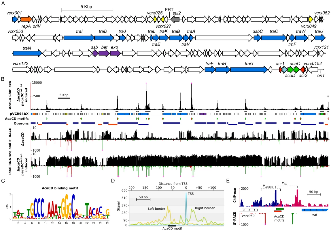In-depth analysis of the AcaCD regulon in pVCR94.