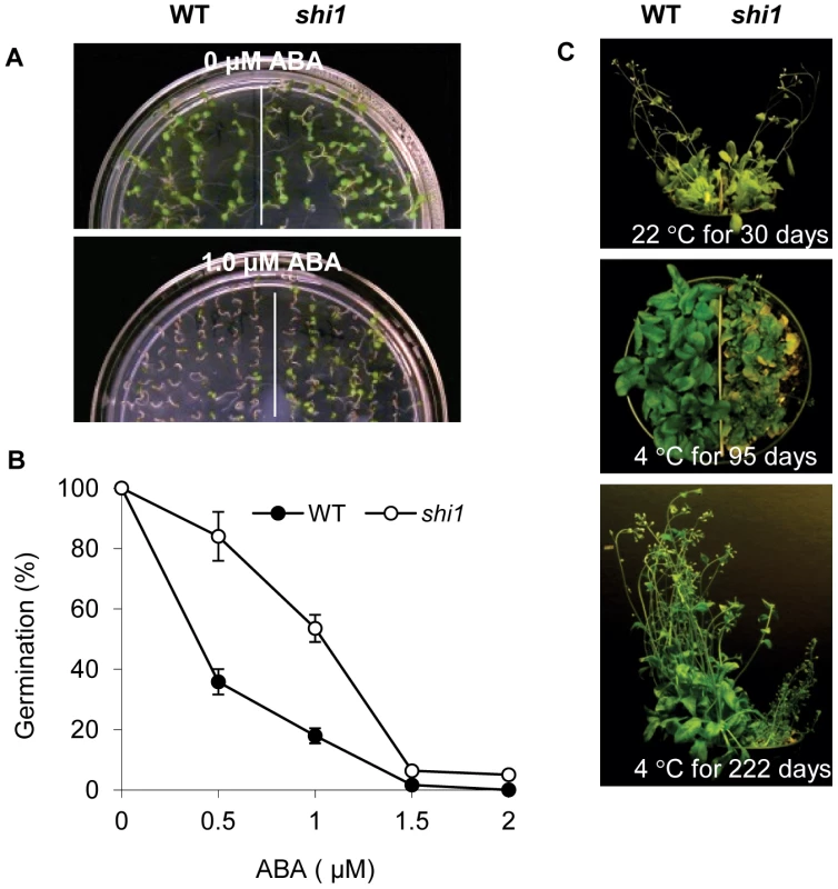 Stress response phenotype of the <i>shi1</i> mutant.