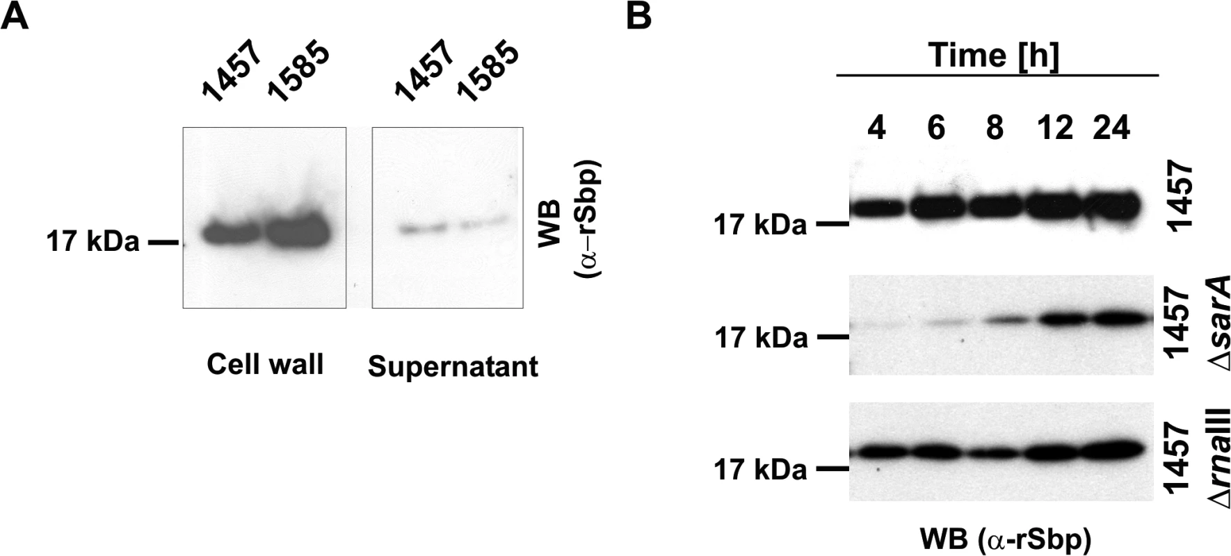Spatial distribution of Sbp in <i>S</i>. <i>epidermidis</i> cultures.