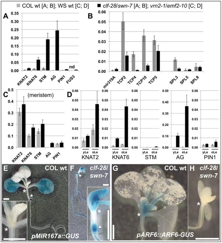 Pc-G proteins control tissue-specific expression of H3K27me3 target genes.