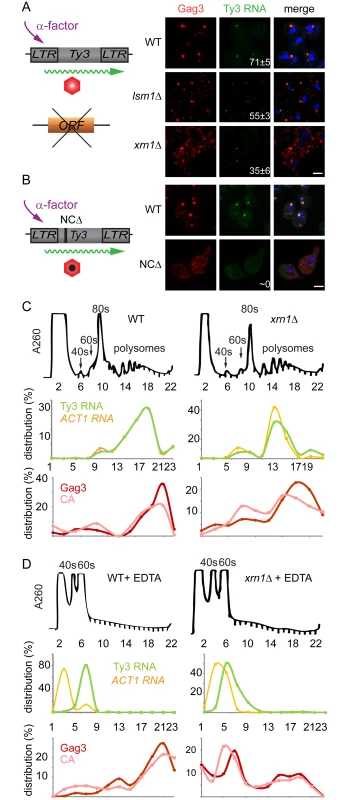 Xrn1 and Lsm1 are required for Gag3 foci formation in mating cells.