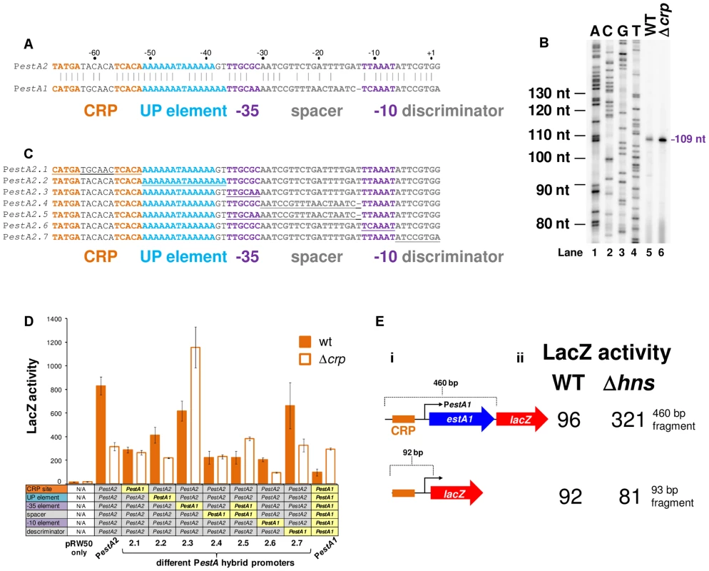 Comparison of P<i>estA1</i> and P<i>estA2</i> reveals differential activity and regulation by CRP.