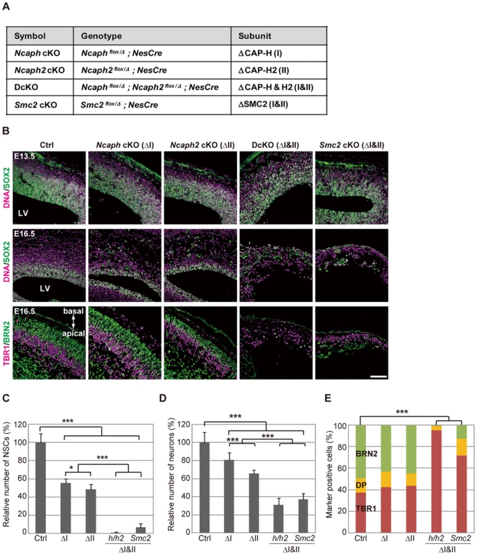 Condensins I and II are both required for proper development of the cerebral cortex.
