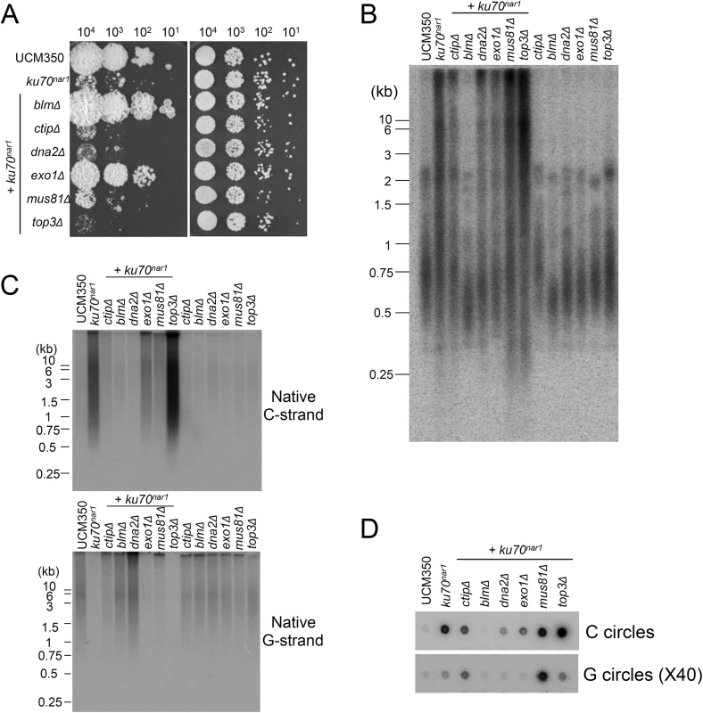 The roles of various DNA processing factors in the induction of ALT telomere features in the <i>ku70</i><sup><i>nar1</i></sup> mutant.