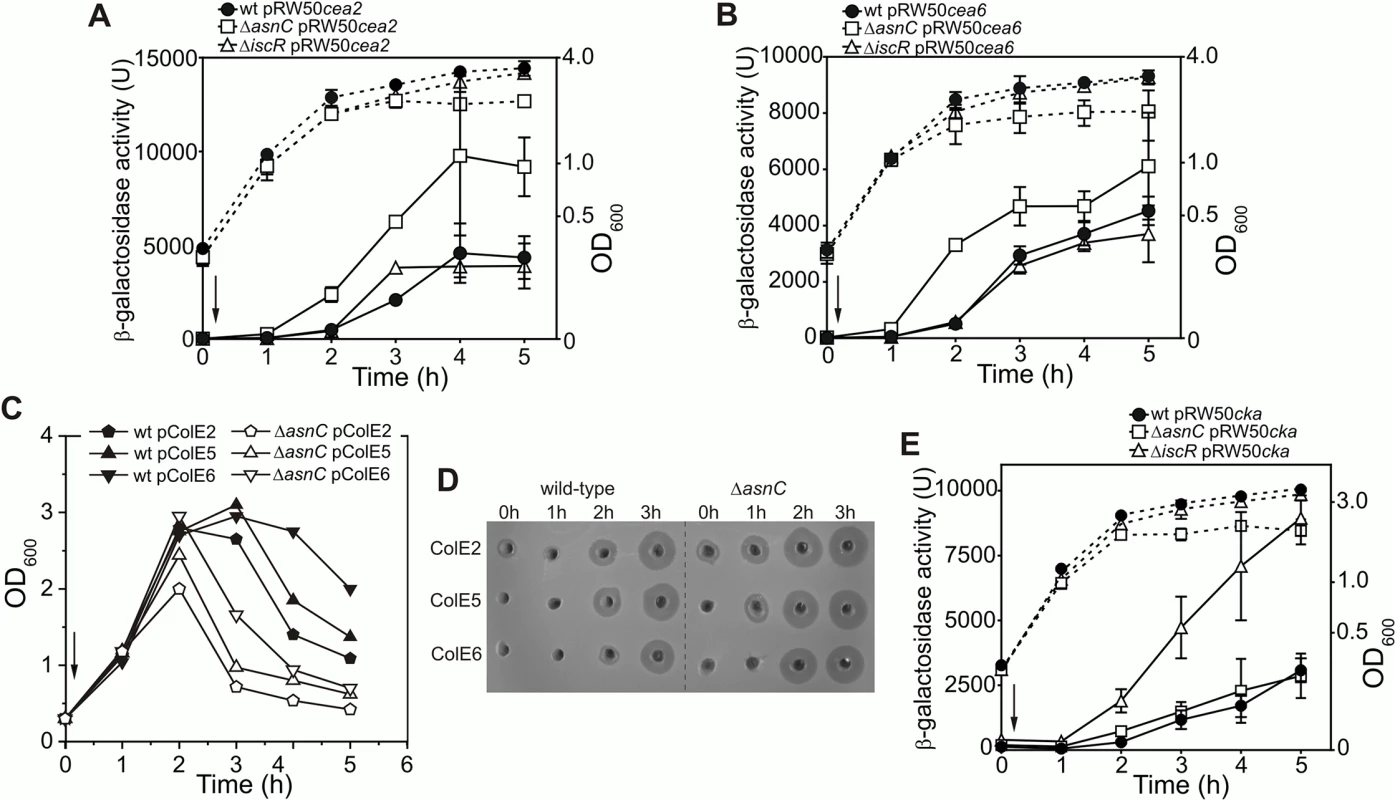 AsnC modulates the temporal induction of different DNA- and RNA-degrading colicins.