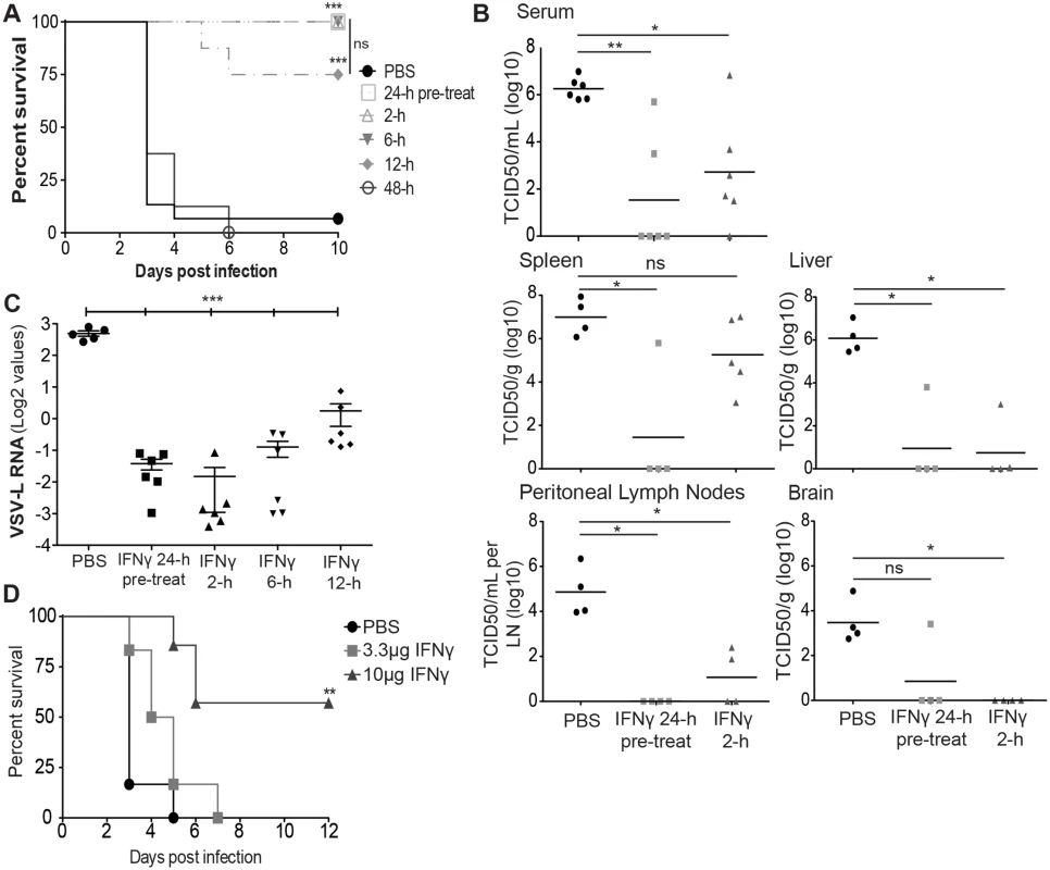 IFNγ reduces EBOV-GP/rVSV morbidity and mortality.