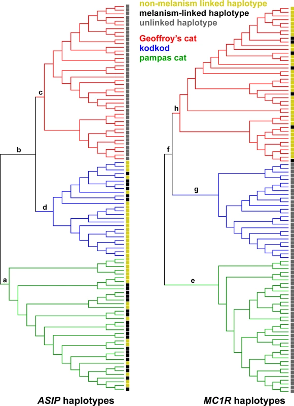 Phylogenetic relationships among chromosomes for each locus inferred with BEAST2 [<em class="ref">34</em>].