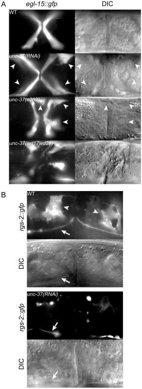 <i>unc-37</i> loss of function animals phenocopy <i>mls-1(cc569)</i>.