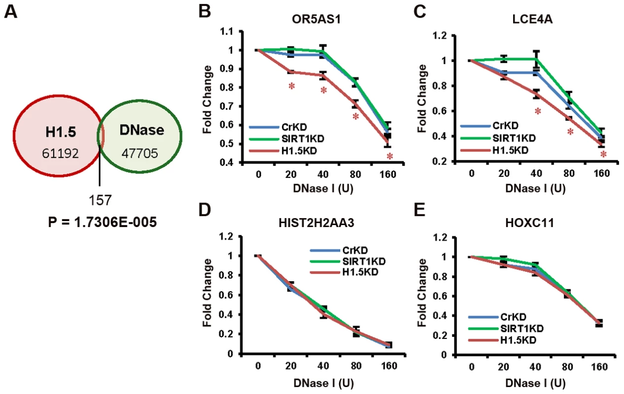 H1.5 knockdown increases DNase I sensitivity at target regions.