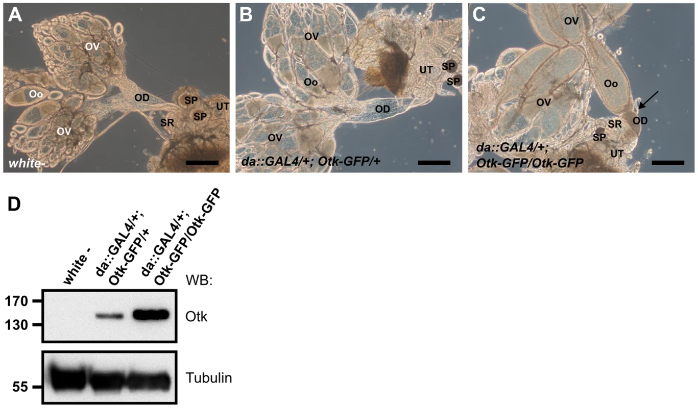 Otk-GFP overexpression causes defective morphogenesis of the oviduct.