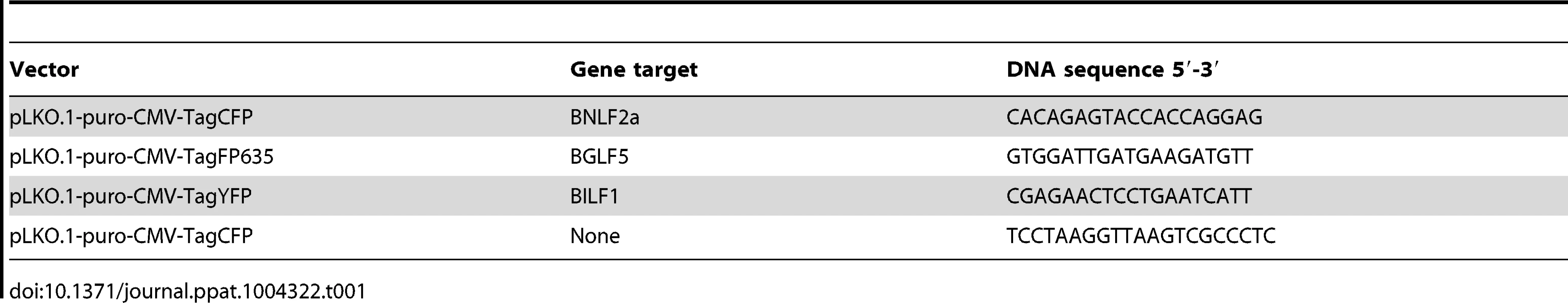 shRNA lentivirus vector constructs used.
