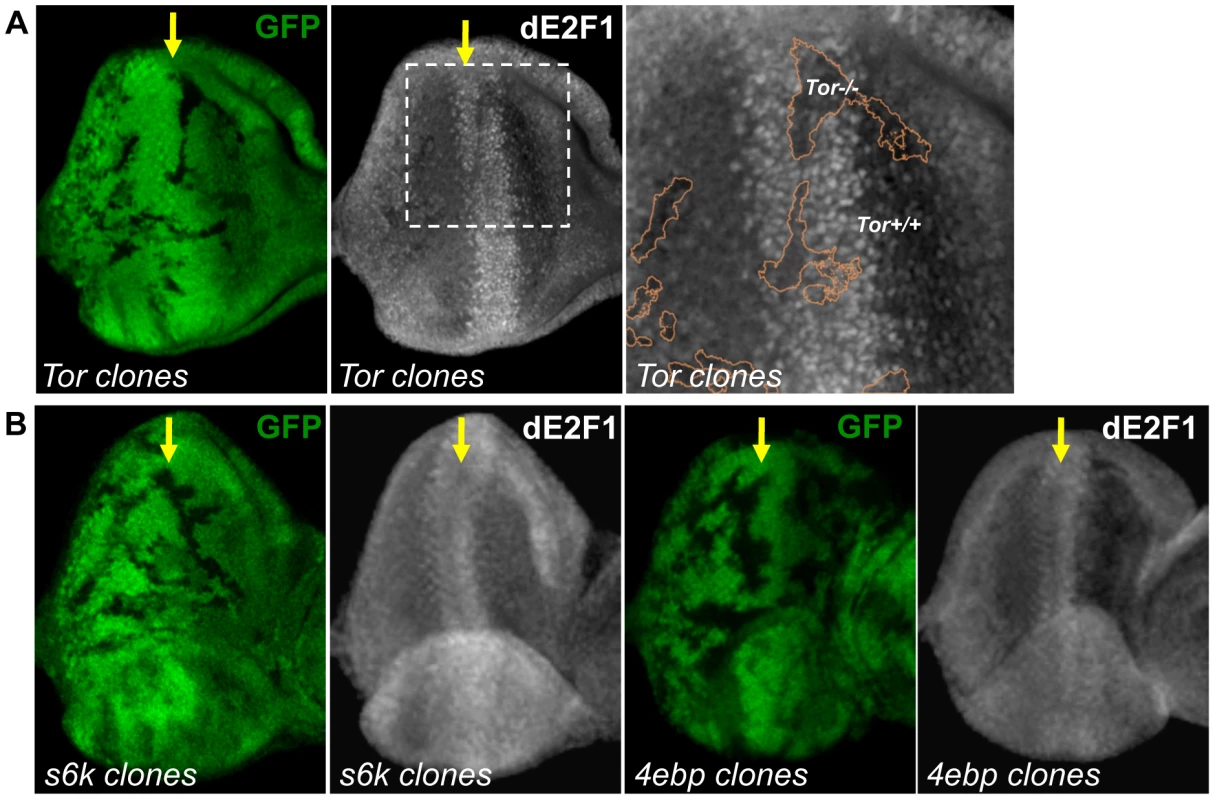 Tor is required for dE2F1 expression during eye development, but neither <i>s6k</i> or <i>4ebp</i> mutations affect dE2F1 expression.
