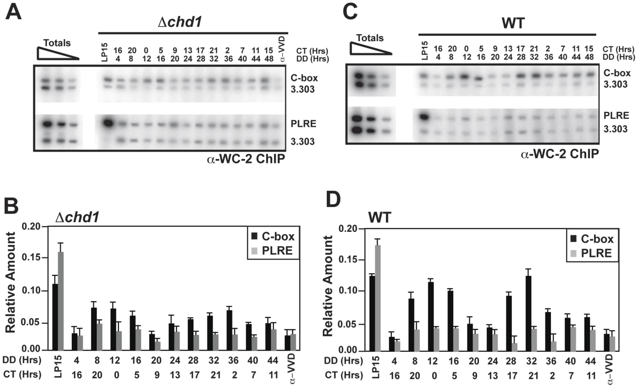 Binding of WC-2 to the <i>frq</i> promoter in <i>Δchd1</i>.