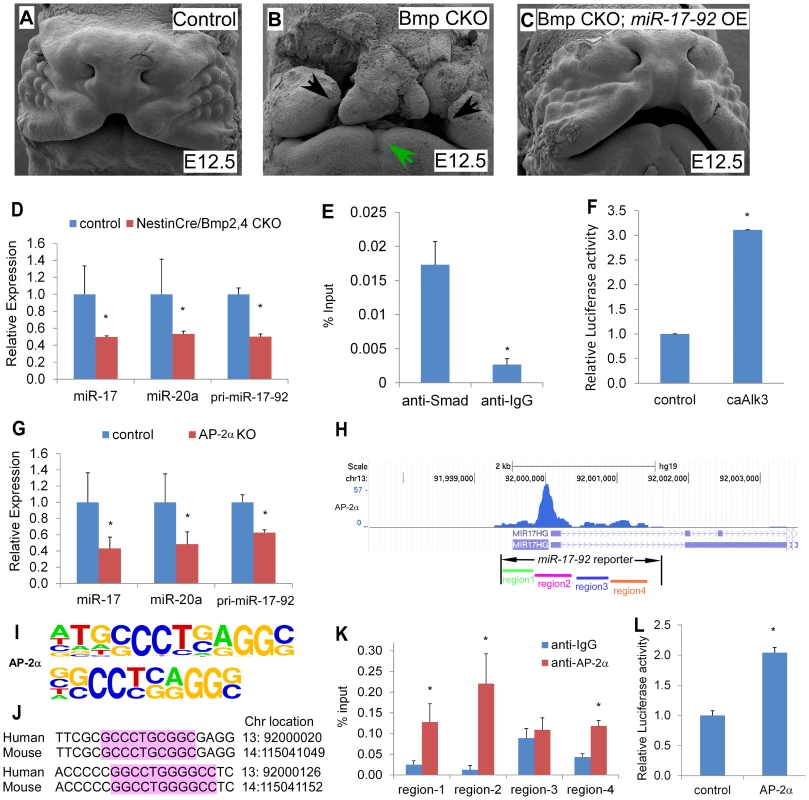 Bmp signals and AP-2α regulate the <i>miR-17-92</i> complex in craniofacial structures.