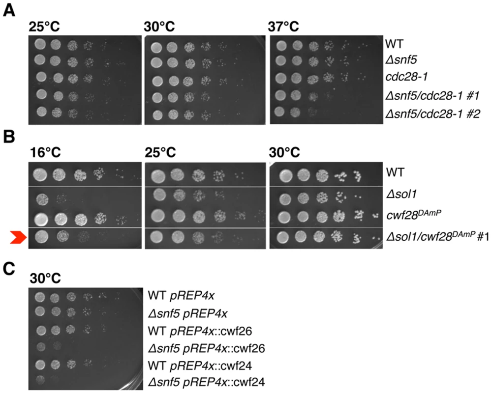 Genetics implicate SWI/SNF at the Prp2 ATPase step of splicing.