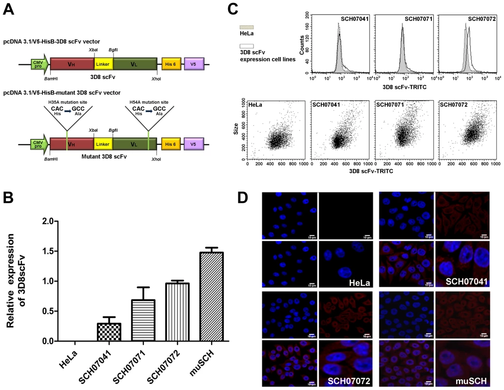 Construction of 3D8 scFv-expressing HeLa cells.