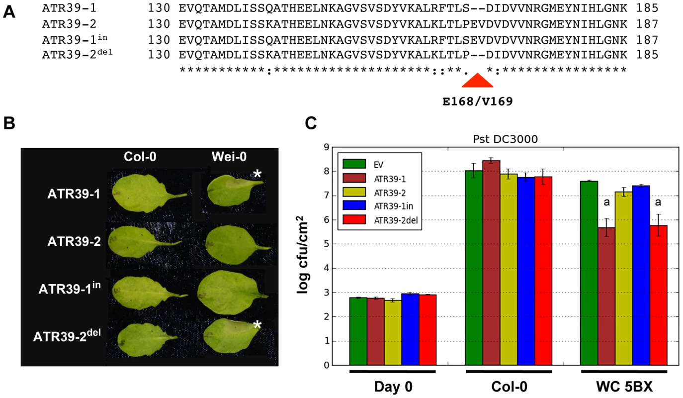 Amino acids E168/V169 abolish recognition of ATR39.