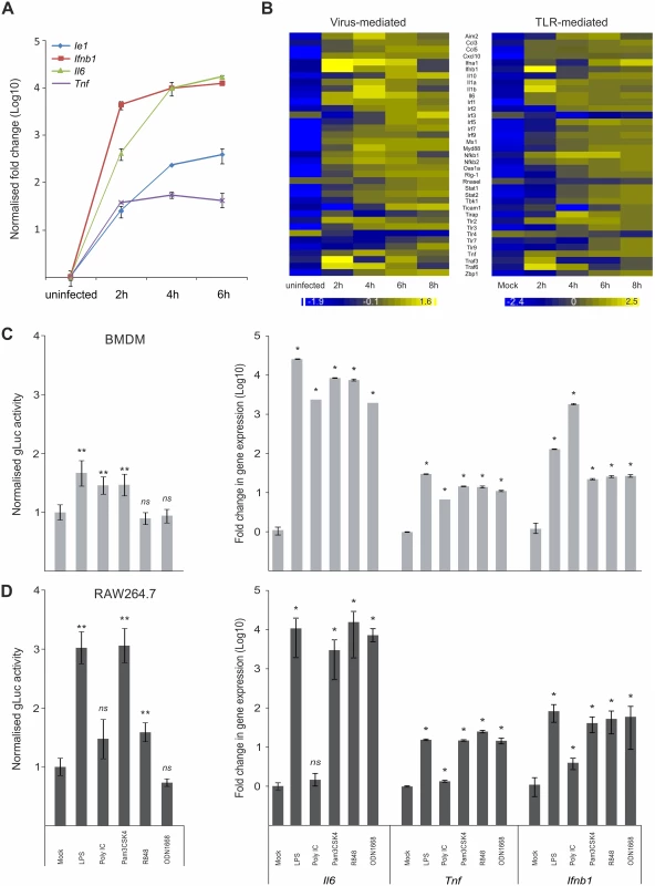 Host innate-immune response genes and viral IE-gene expression have comparable kinetics and are activated by common factors.