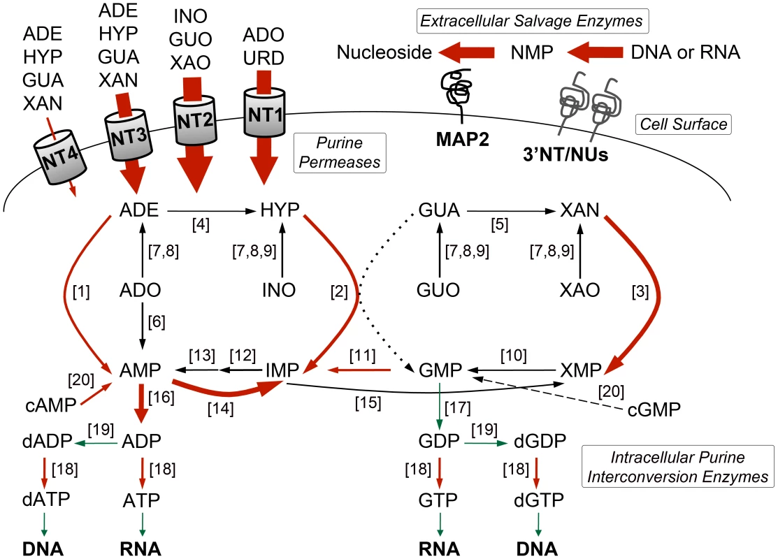Purine acquisition and interconversion in <i>Leishmania</i> 48 h post induction of purine starvation.