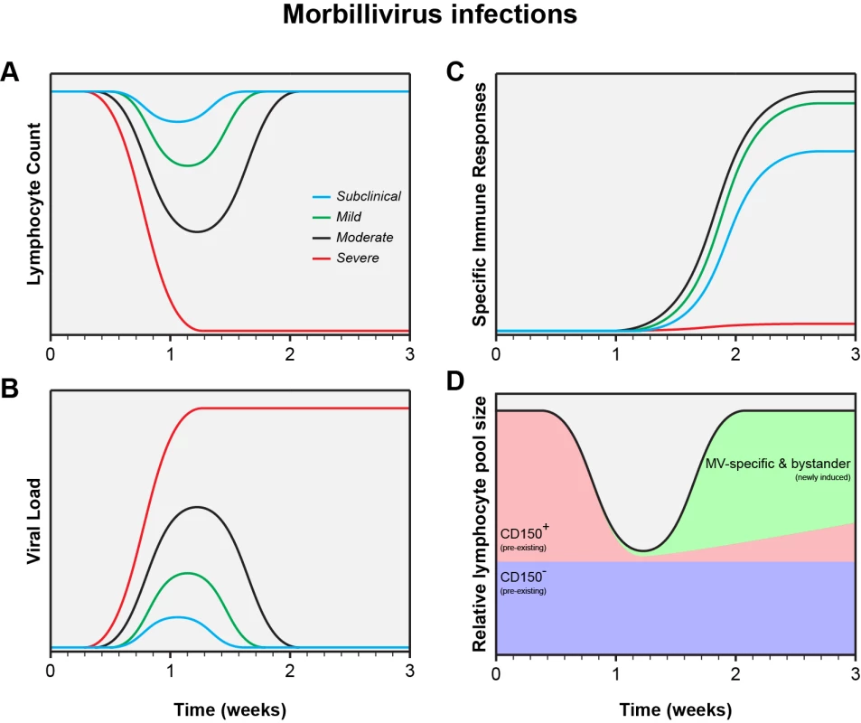 Schematic representation of the measles paradox.