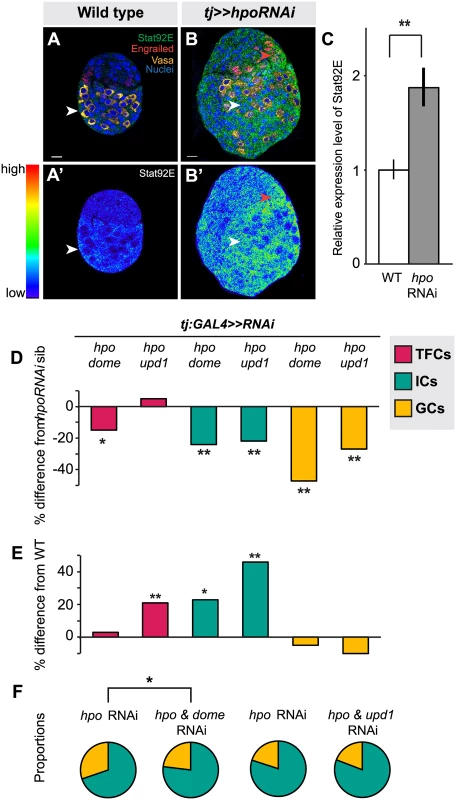 Hippo pathway interacts with JAK/STAT pathway to regulate TFC and IC proliferation, and non-autonomous regulation of GC number.
