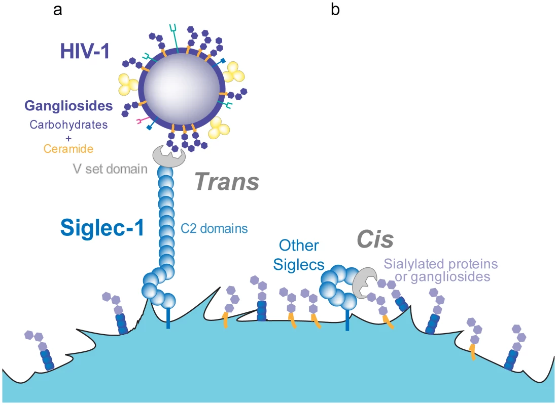 <i>Trans</i> and <i>cis</i> recognition of Siglec-1 ligands.