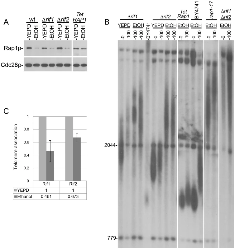 Telomere elongation of different mutants grown in the presence of ethanol.