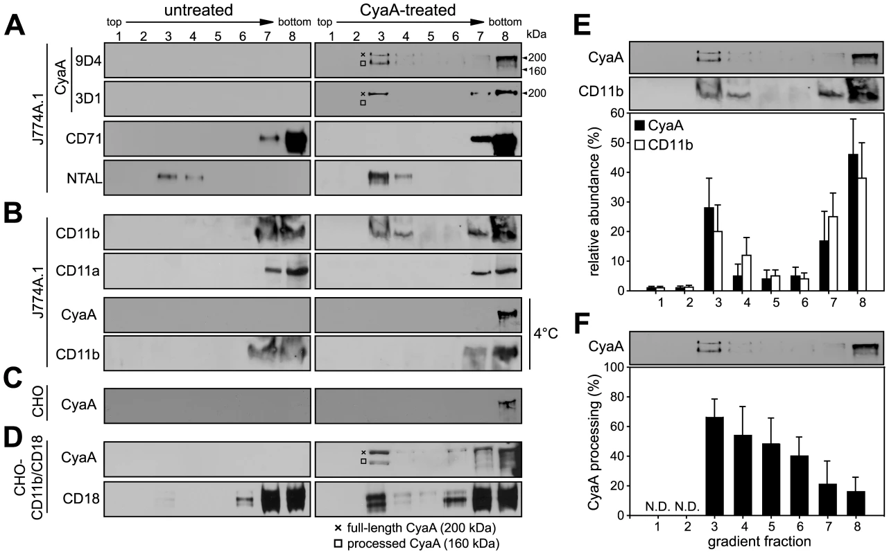 CyaA entrains CD11b/CD18 into lipid rafts.