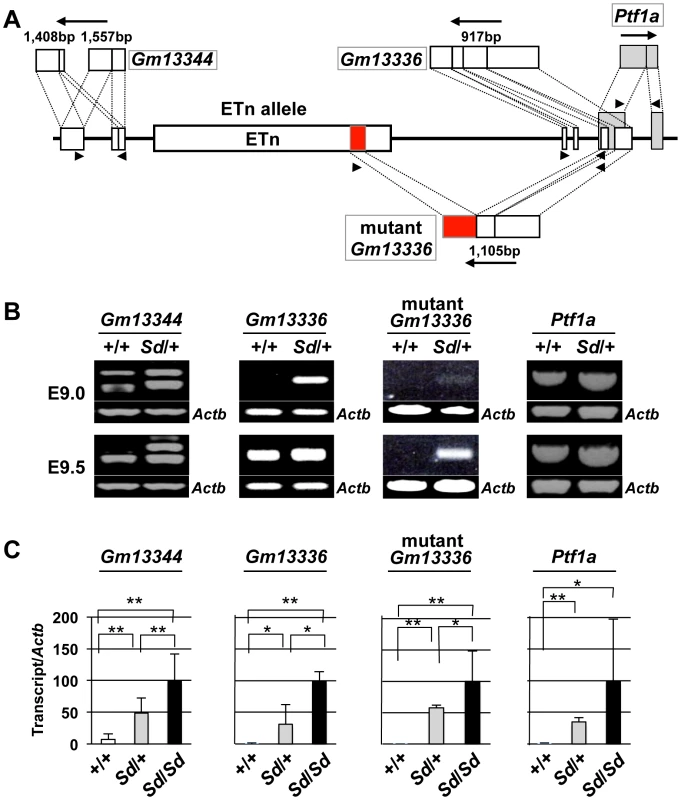 Increased expression of transcripts from the <i>Gm13344</i> and <i>Gm13336-Ptf1a</i> loci.