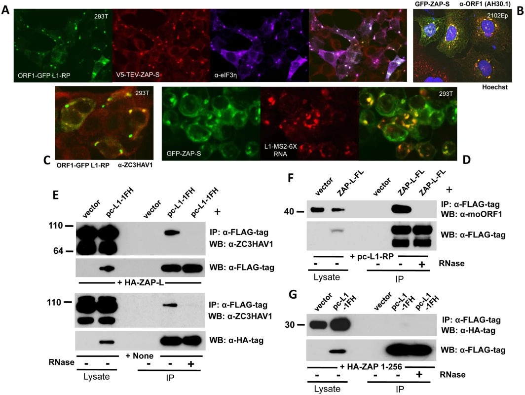 ZAP colocalizes with L1 ORF1 protein in cytoplasmic granules and interacts with its RNP in an RNA-dependent manner.