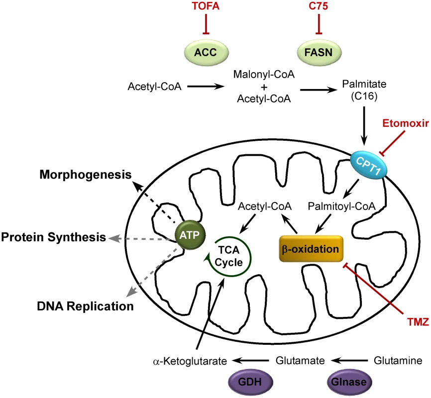 Model for palmitate utilization during vaccinia virus infection.