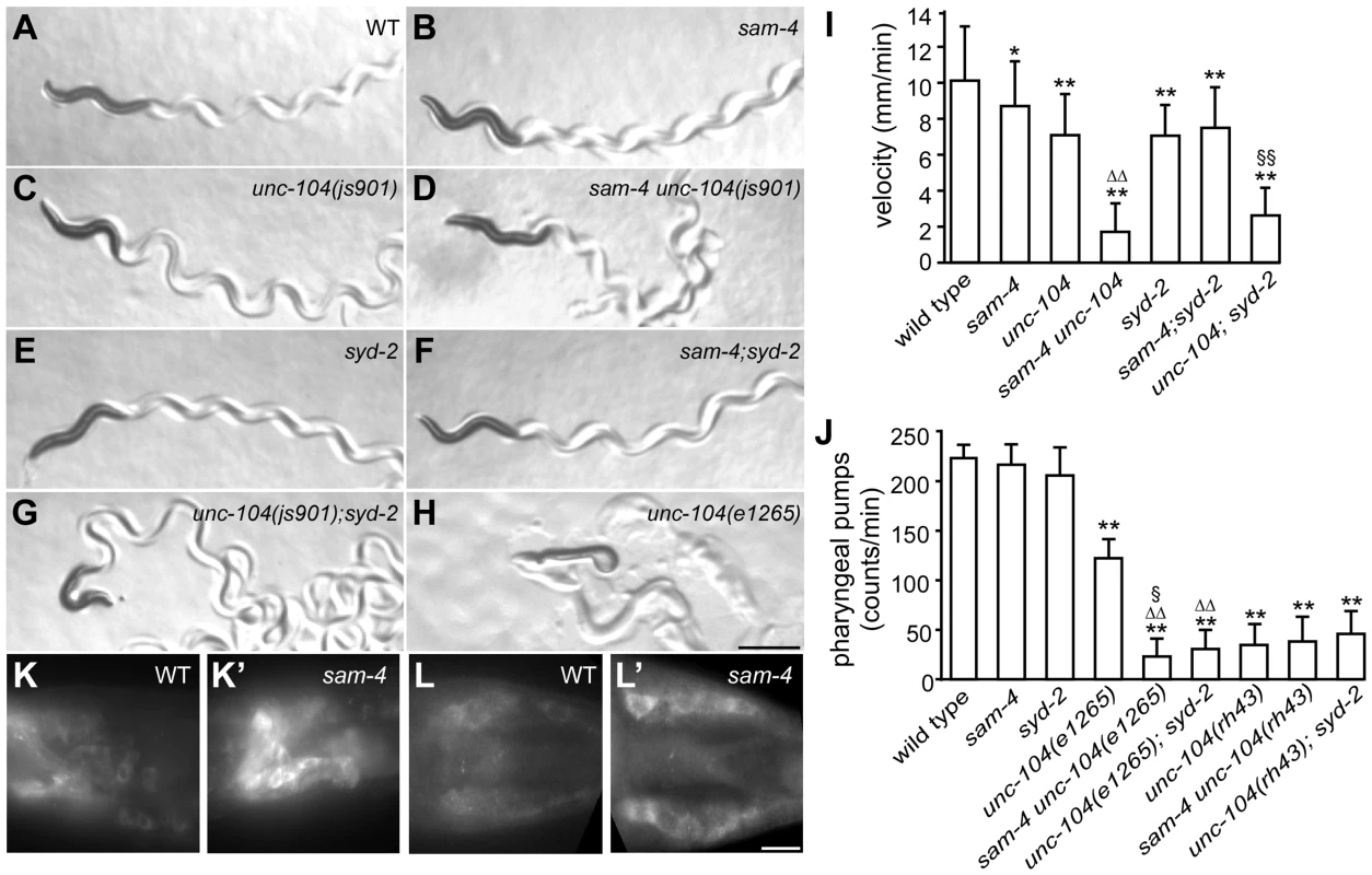<i>sam-4</i> and <i>syd-2</i> interact with <i>unc-104</i> to regulate behavior.
